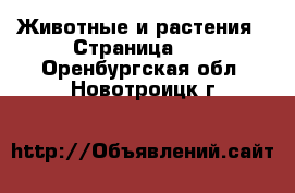  Животные и растения - Страница 17 . Оренбургская обл.,Новотроицк г.